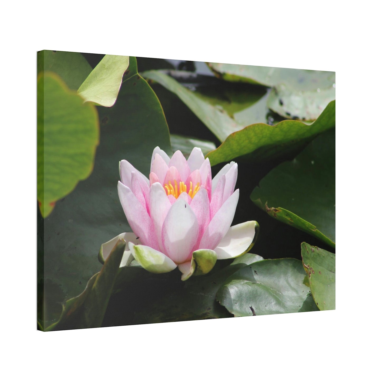 Serenity in Lotuses: Natural Canvas & Poster Wall Art