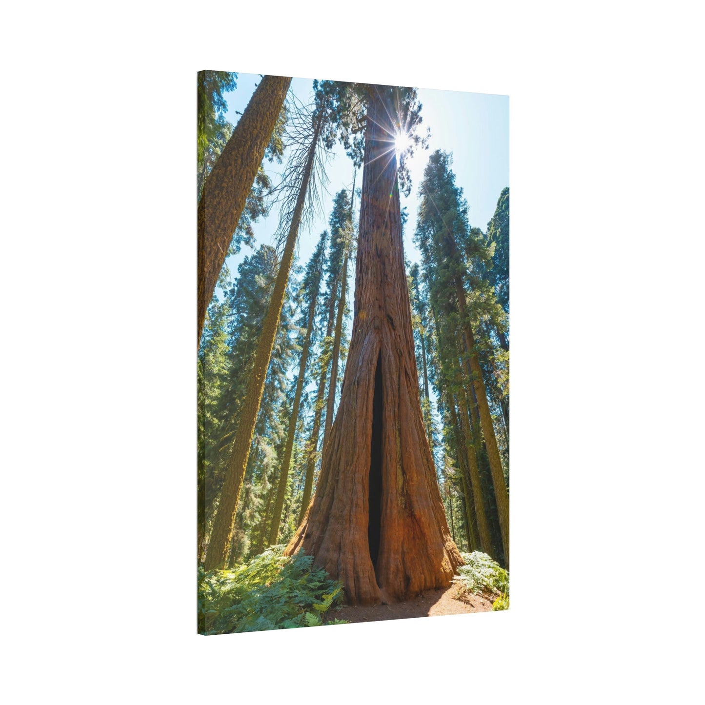 Whispers from the Forest: Redwood Trees