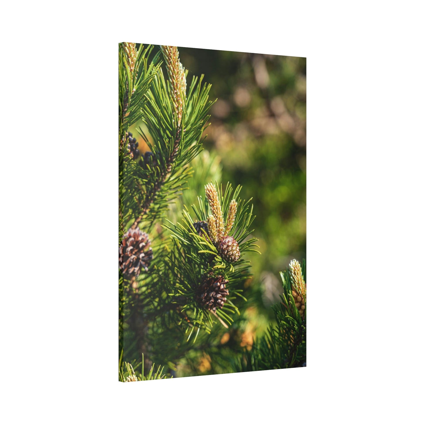 Whispering Pines: A Canvas of Tranquility and Serenity