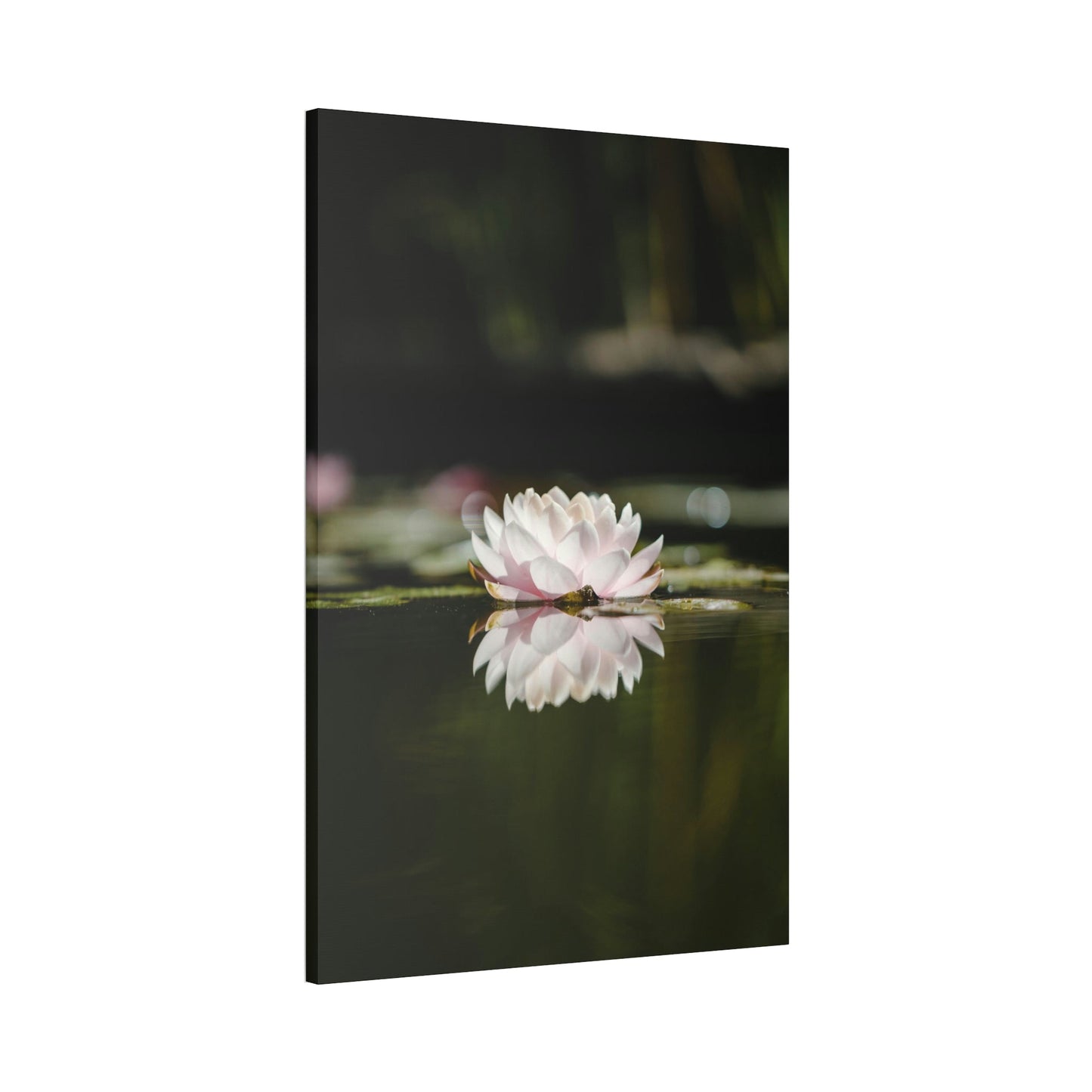 Waterlily Paradise: A Canvas of Natural Tranquility