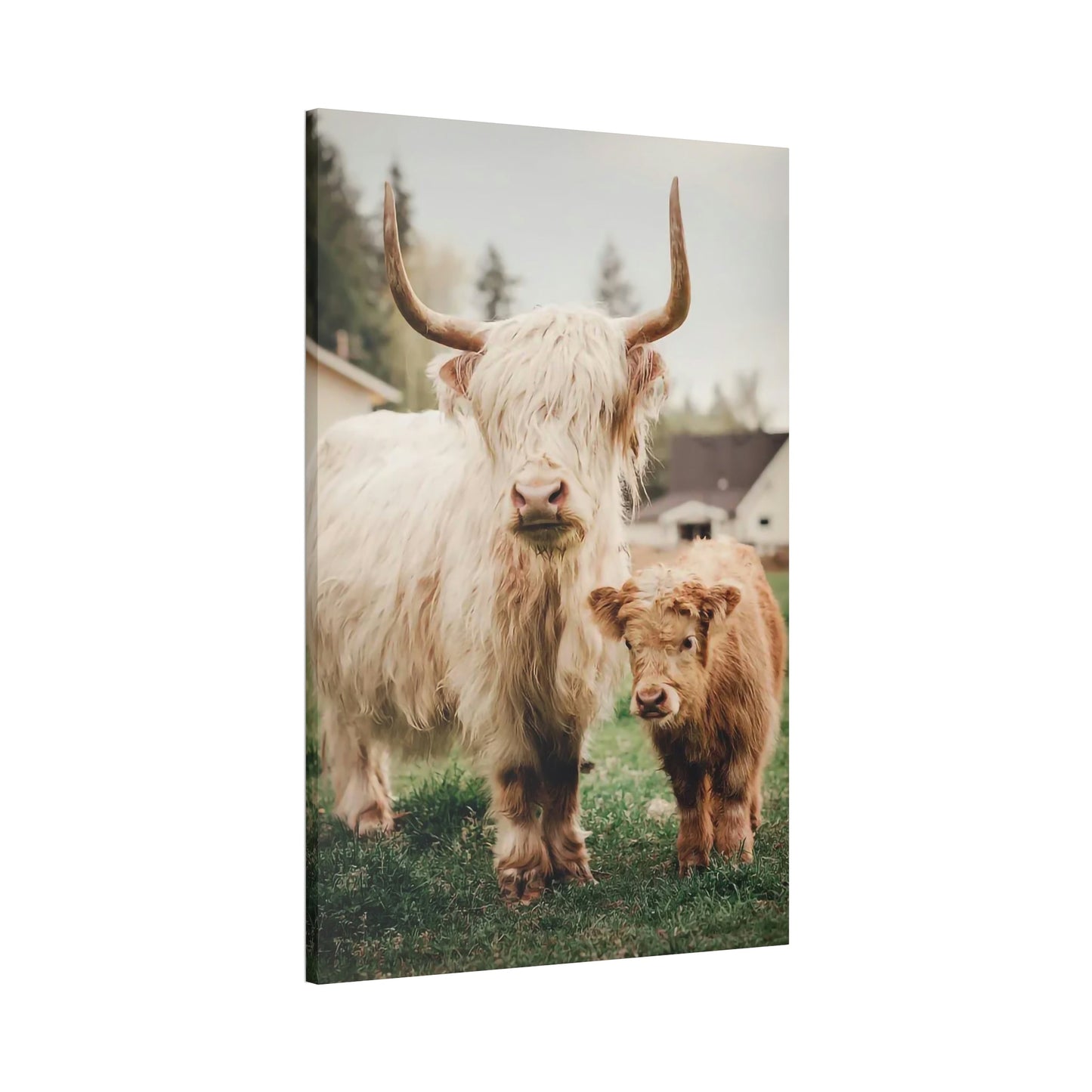 Highland Cow | White & Brown Highland Cows | Marvelous — Pixoram