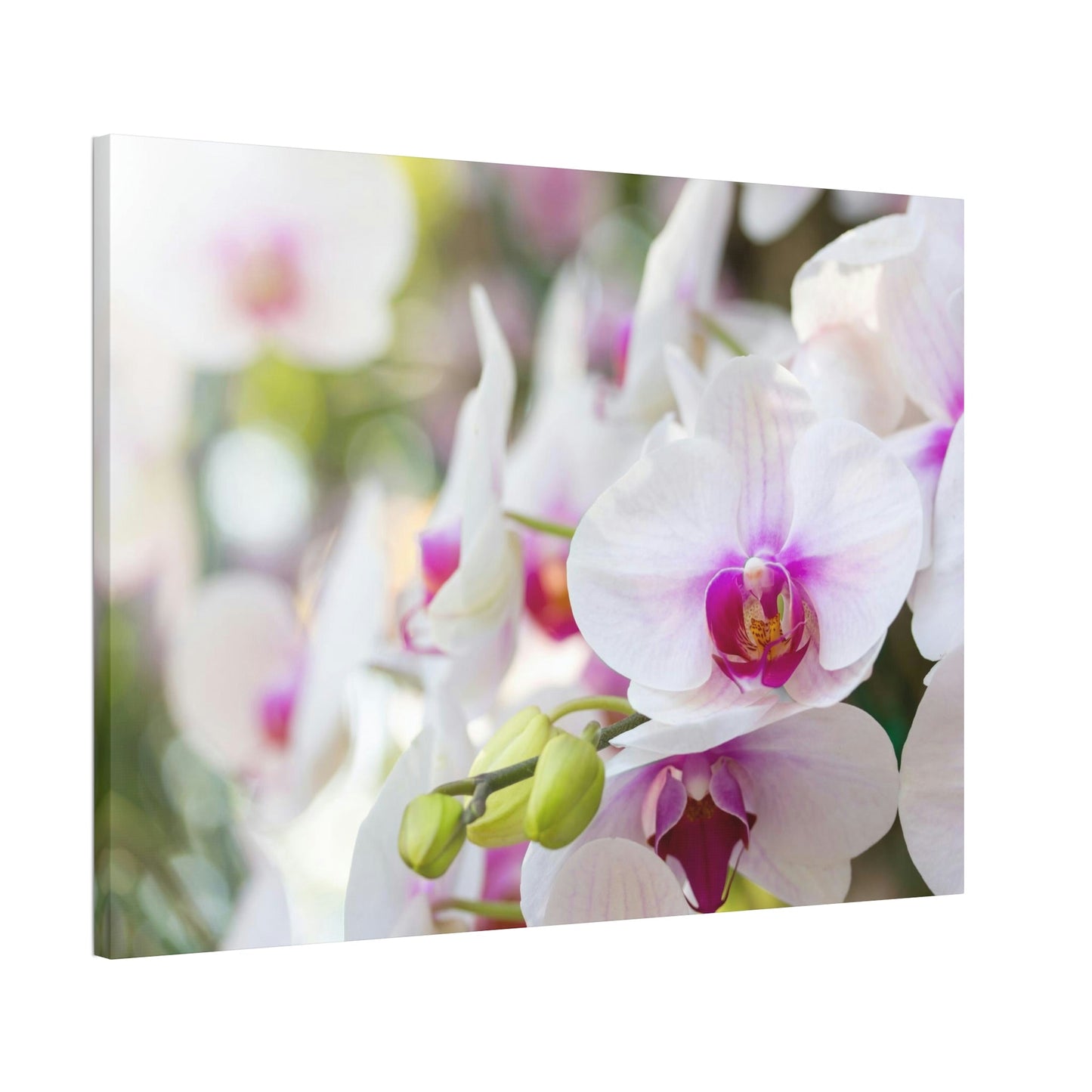 Floral Symphony: Orchids in Harmony