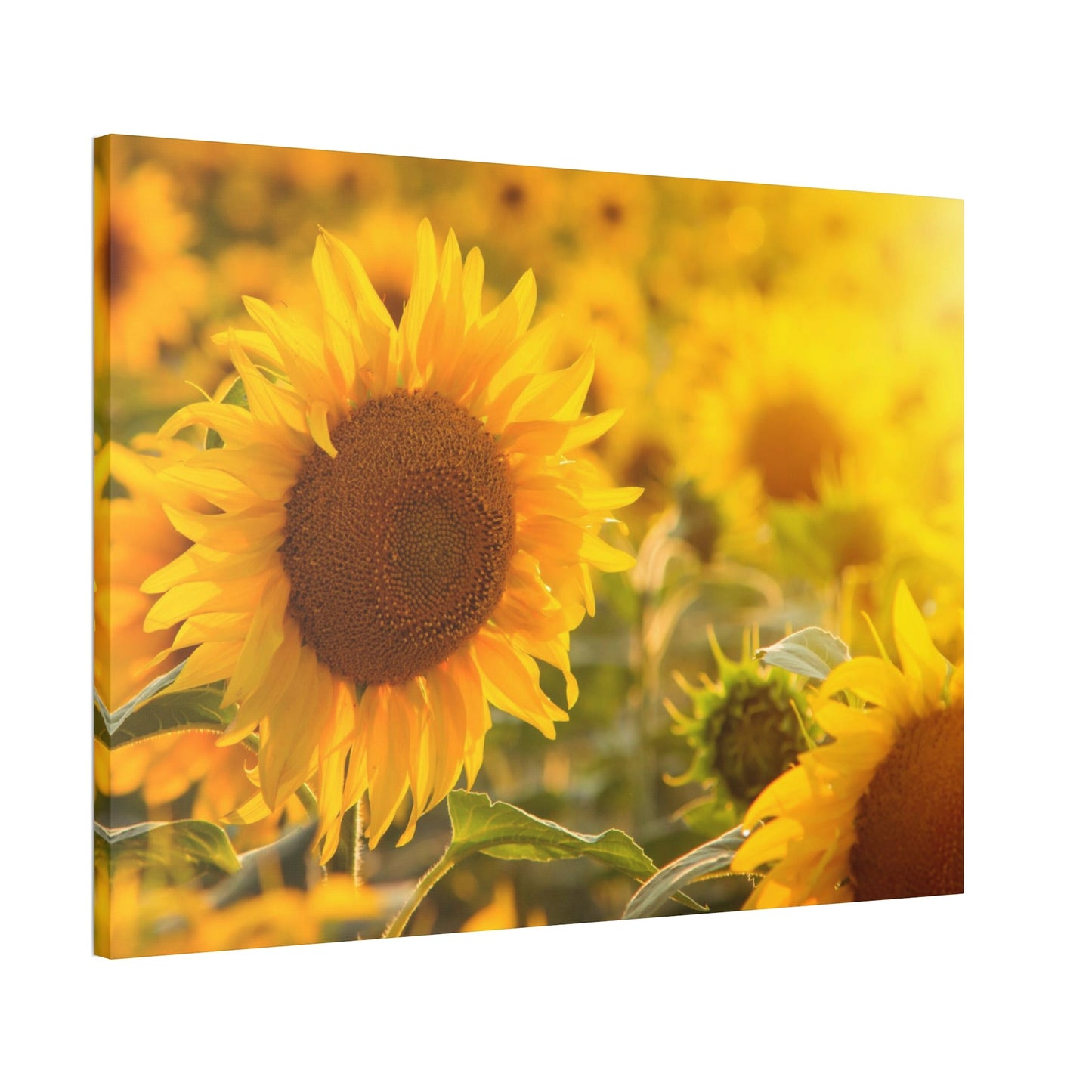 Golden Blooms: A Vibrant Ode to the Beauty of Sunflowers