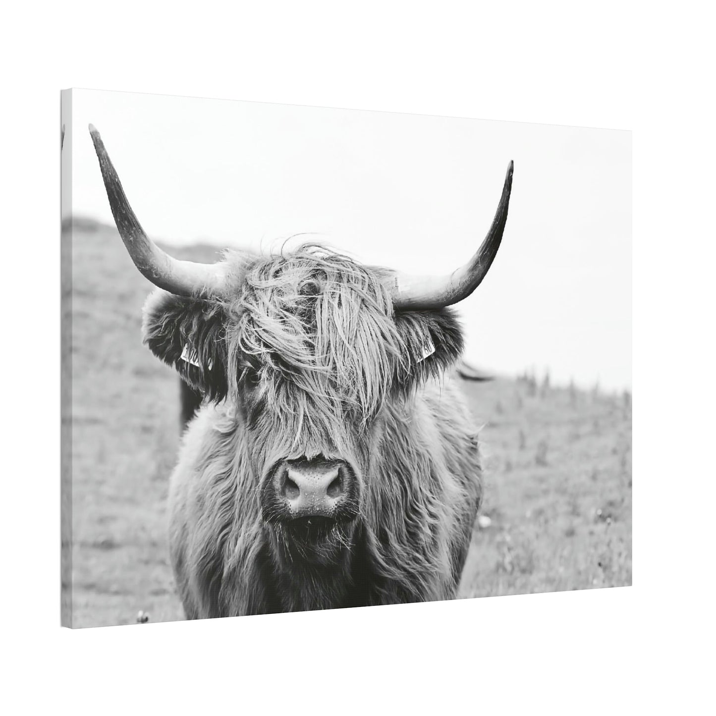 Highland Cow Wall Art | Black-White Colors | Canvas Art — Pixoram