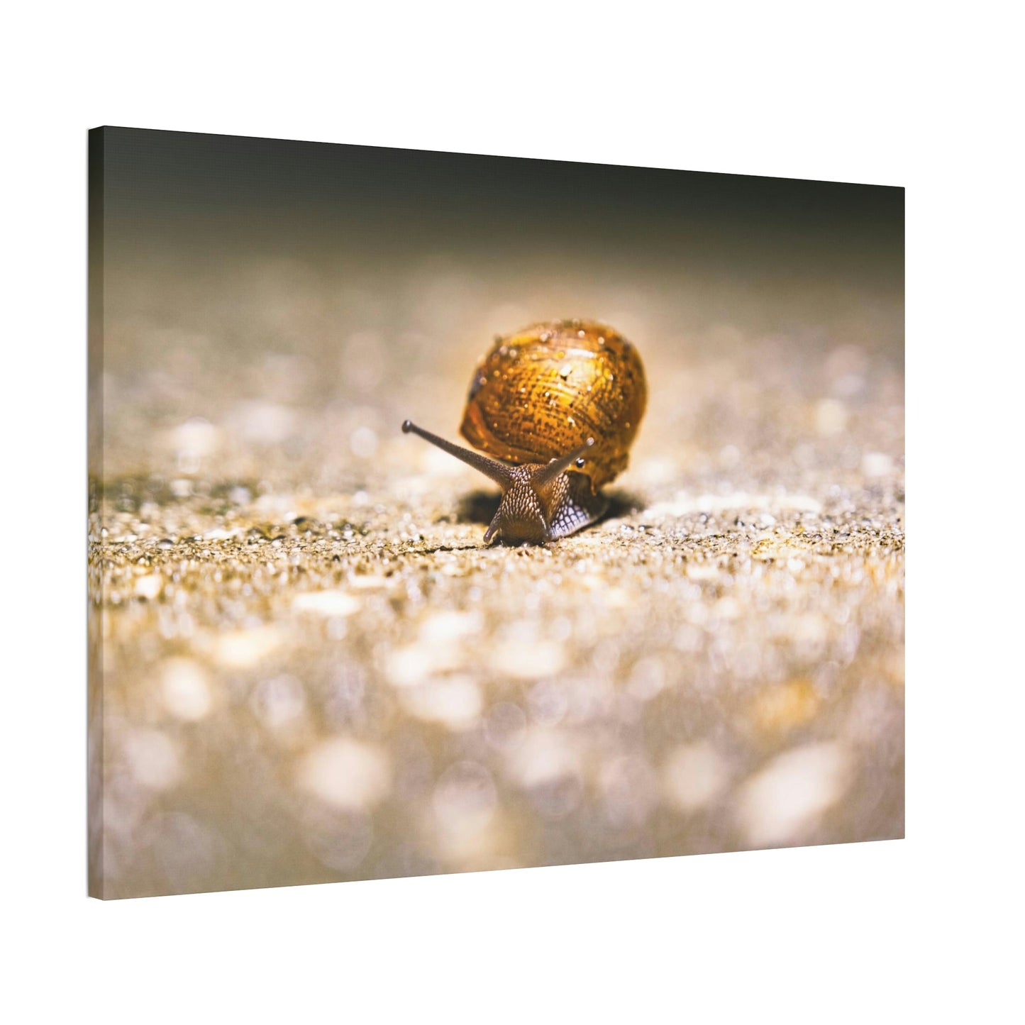 A Slow Journey: Snails on the Move