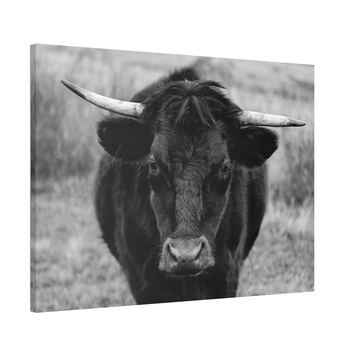 Highland Cattle Retriever - Printed Canvas - Wall Art - Cattle Wall Art | Animals Art