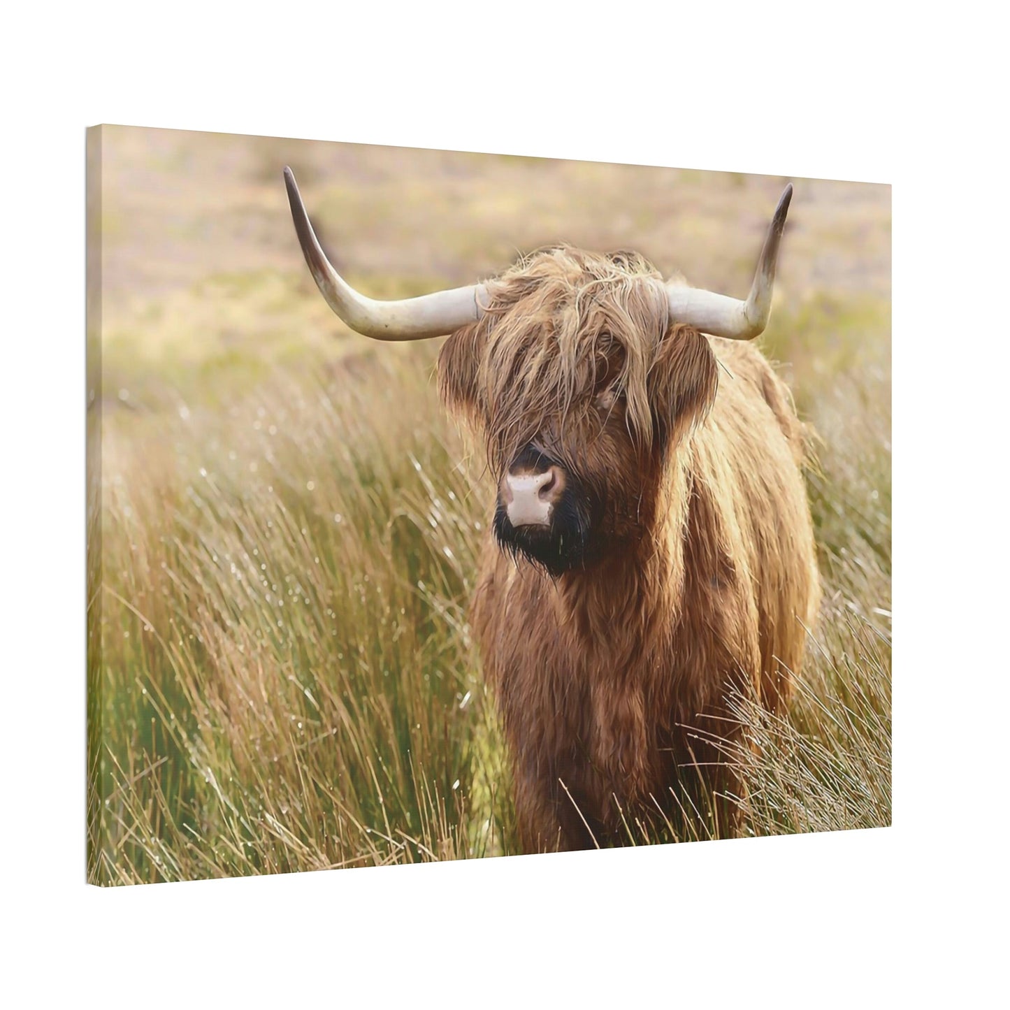 Highland Cow | Cow in the Morning Dew | Wall Art — Pixoram
