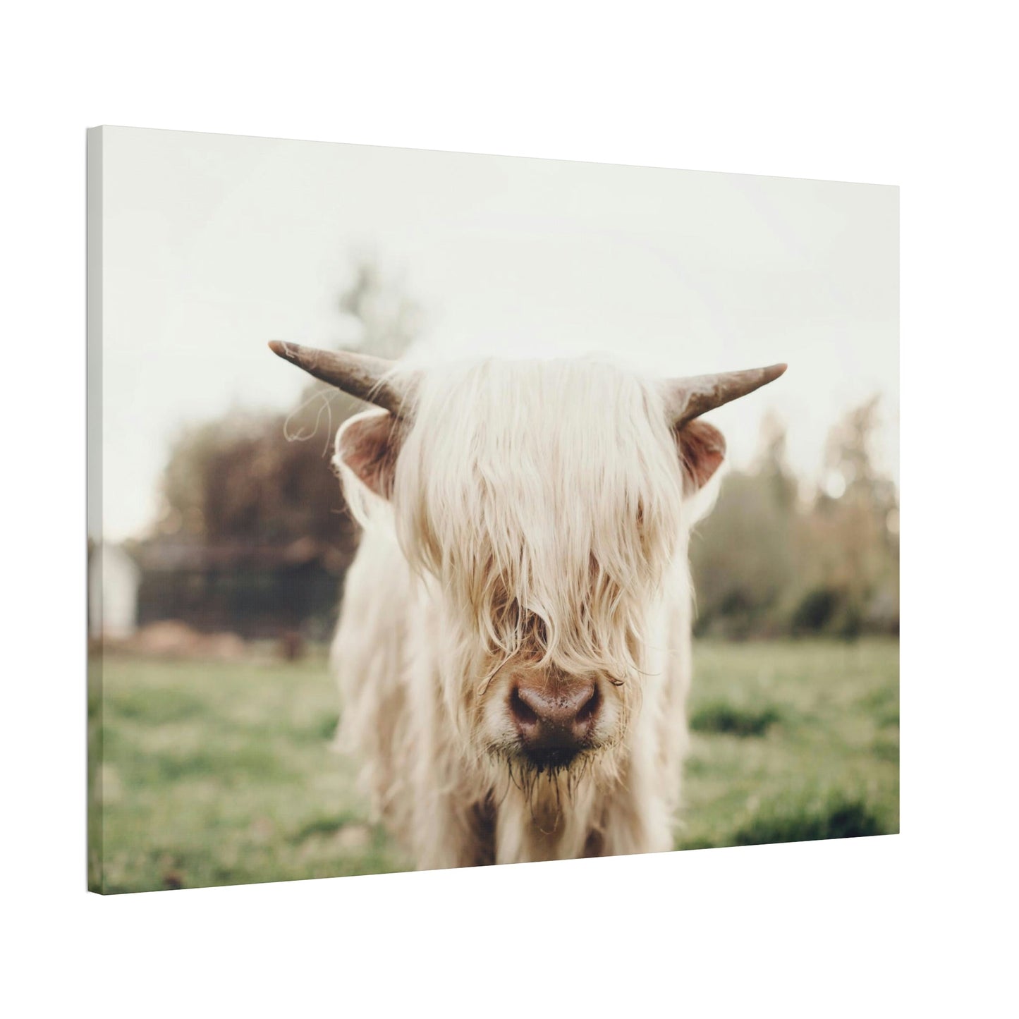 Highland Cow | Milky Color of Cow | Art Canvas — Pixoram