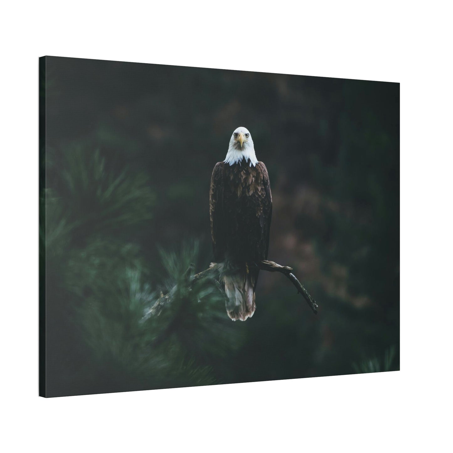 Eagle's Serenity: Canvas Print, Capturing their Tranquil and Regal Aura