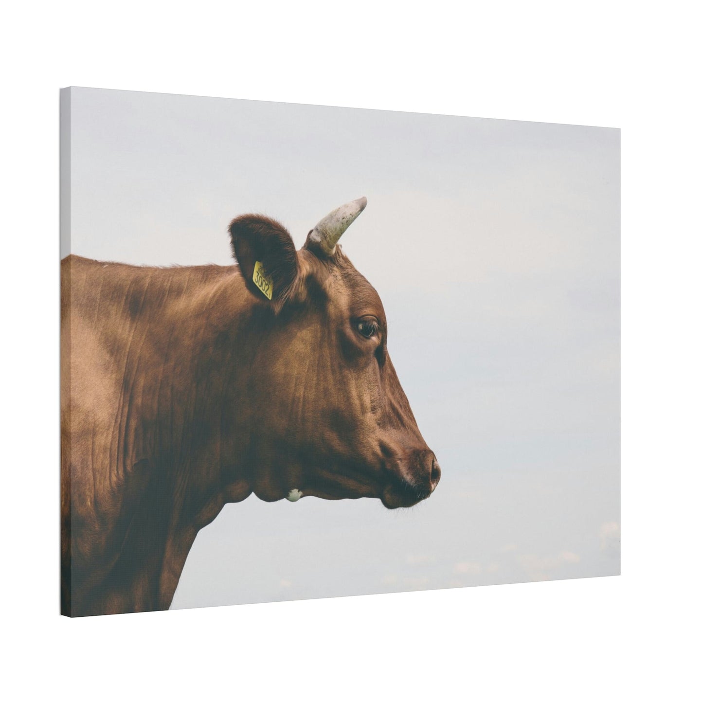 Scotch Highland Cattle - Wall Art | Animals Art