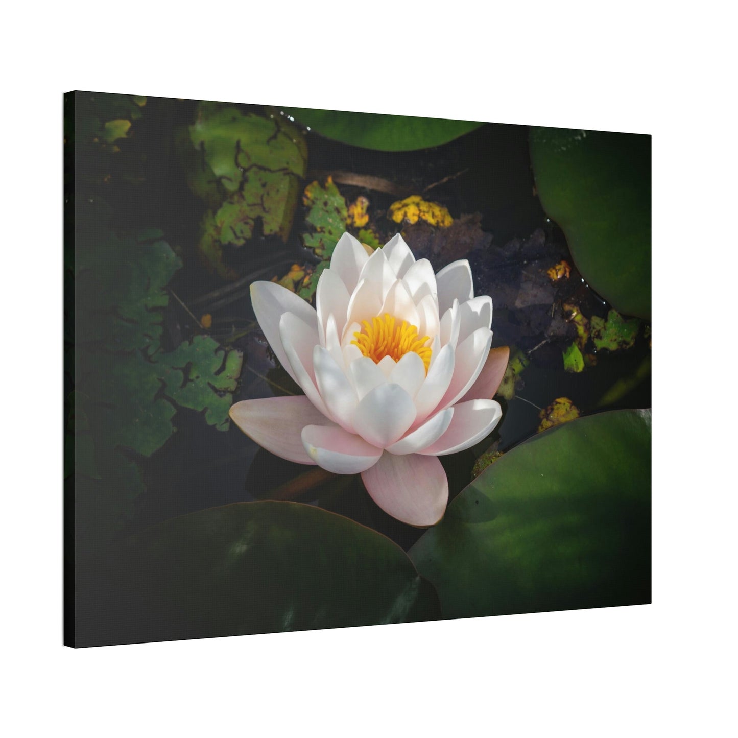 Tranquil Waters: A Canvas Depiction of Lilies Afloat