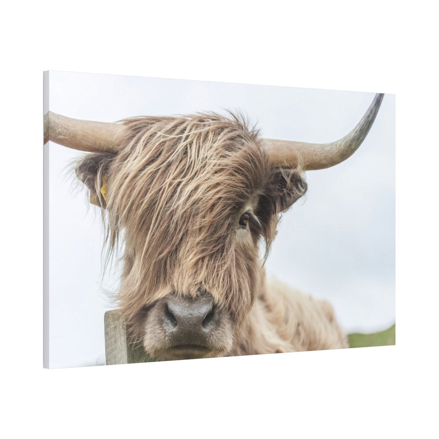 Wilderness Wonder: Wall Art on Canvas of a Majestic Highland Cow in the Wild
