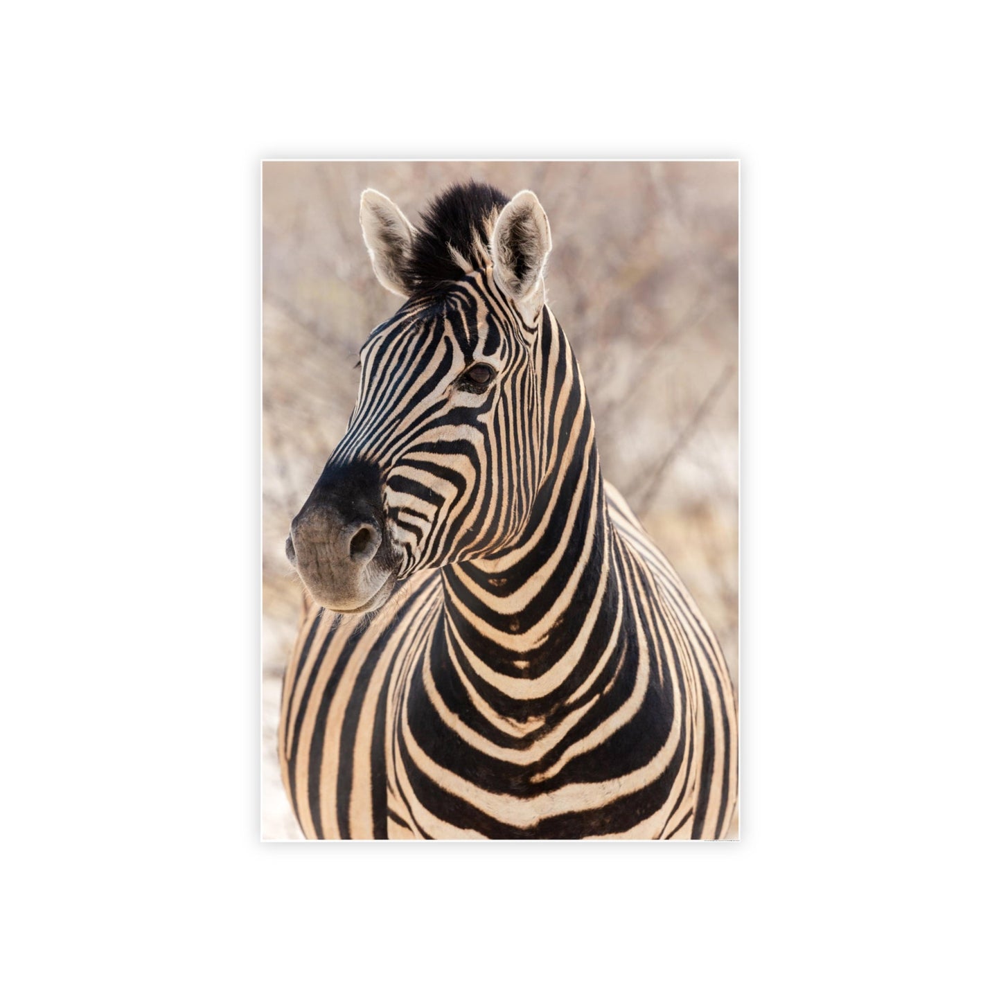 Zebras in the Wild: Stunning Print on Framed Canvas