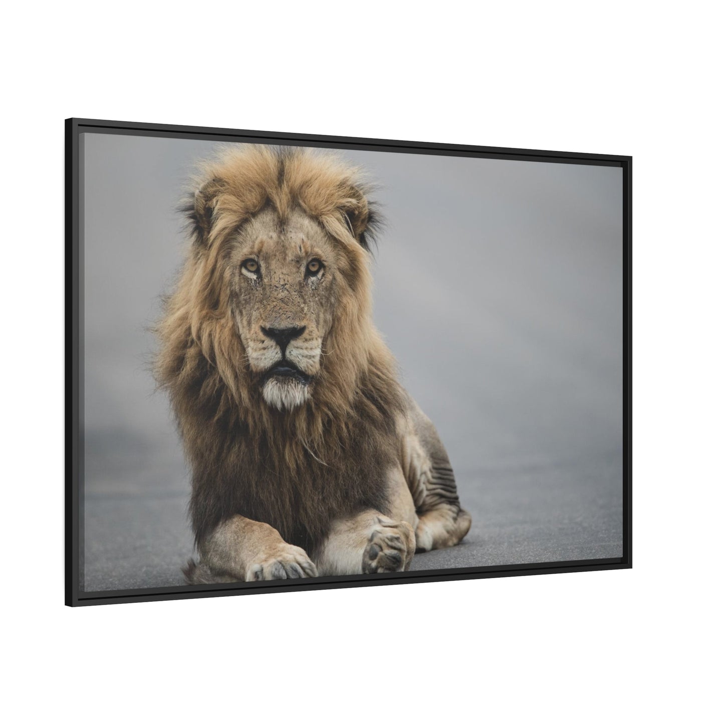 The Mighty Lion: Natural Canvas Print of the African Predator