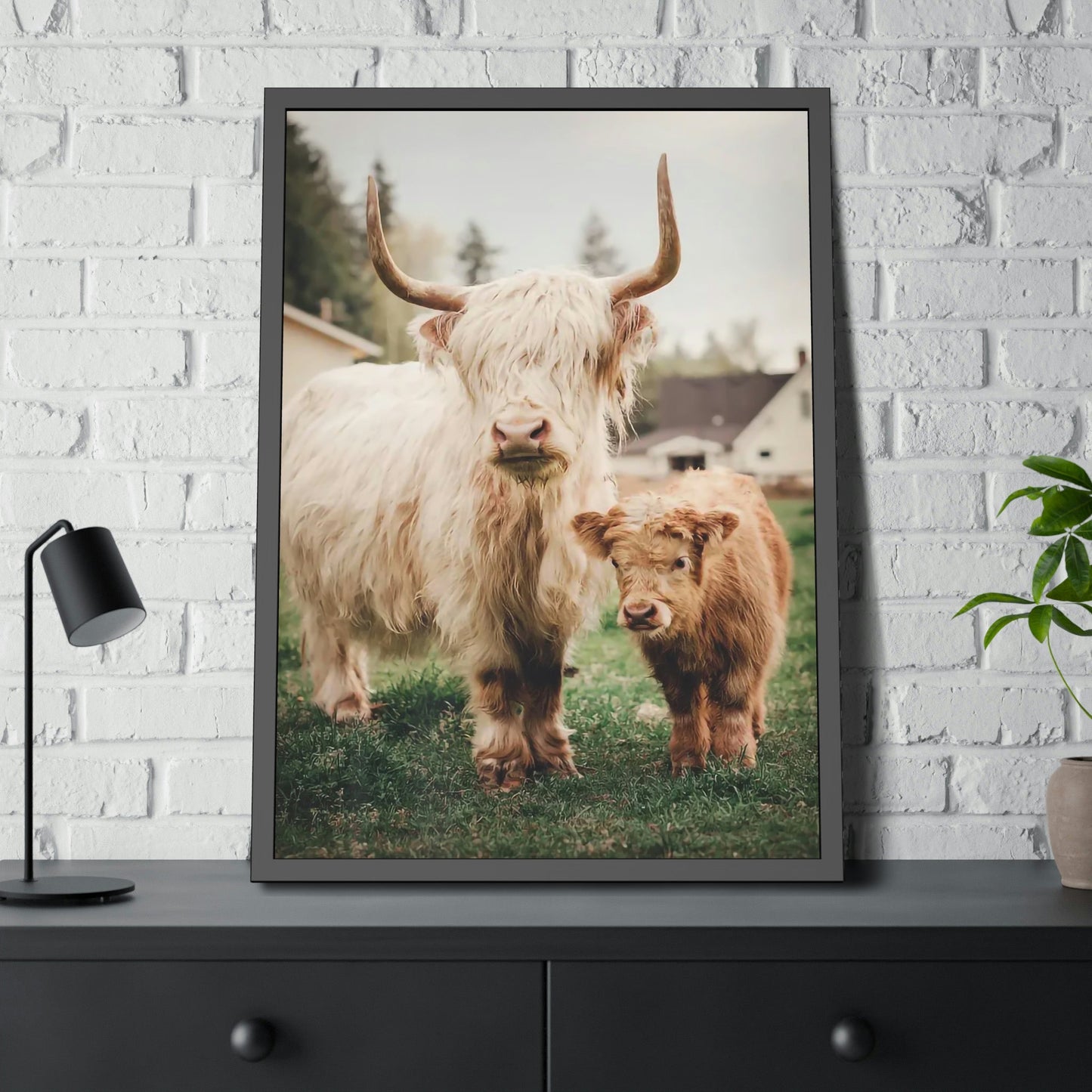 Highland Cow | White & Brown Highland Cows | Marvelous — Pixoram