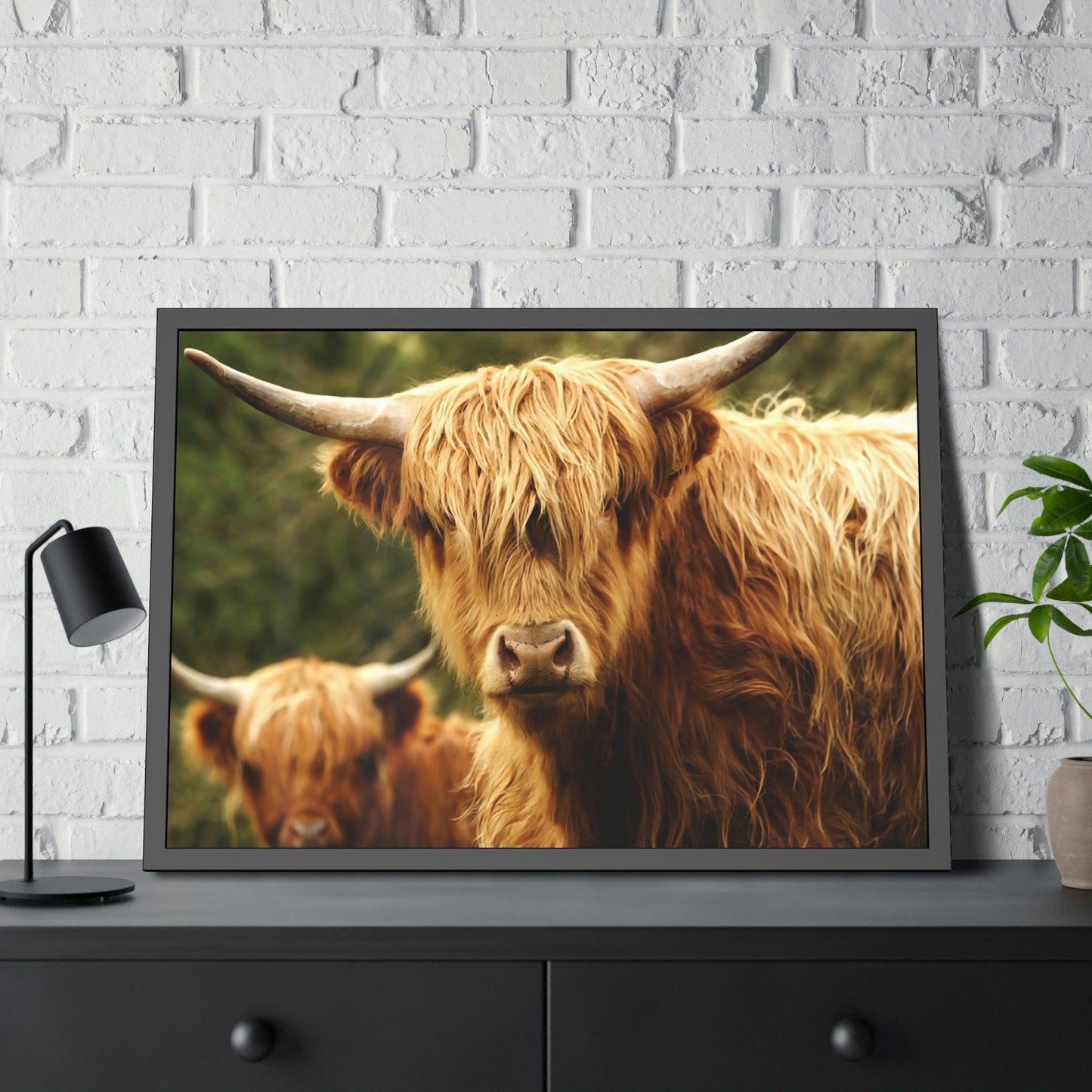 Highland Cow Family Grazing: Poster & Framed Wall Art
