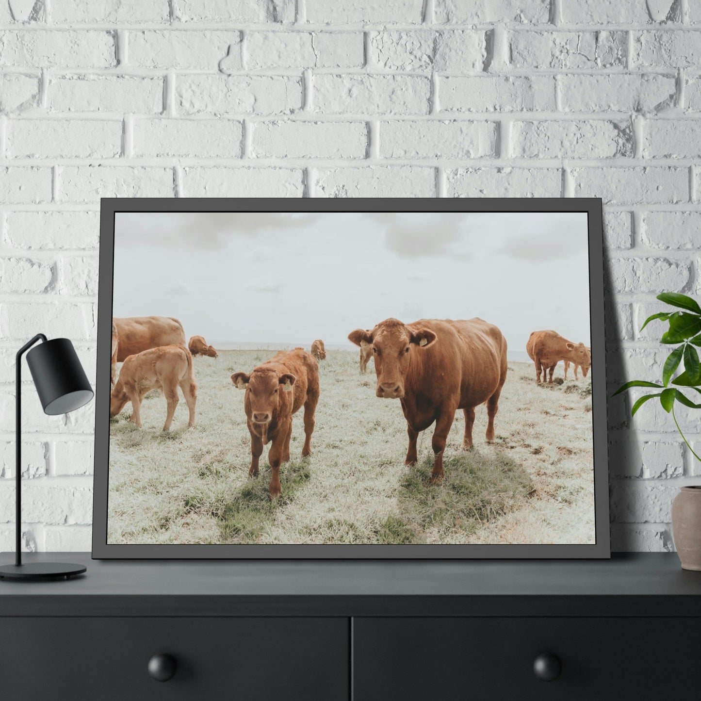 Peaceful Pasture: Framed Canvas & Posters Print of Cow Grazing