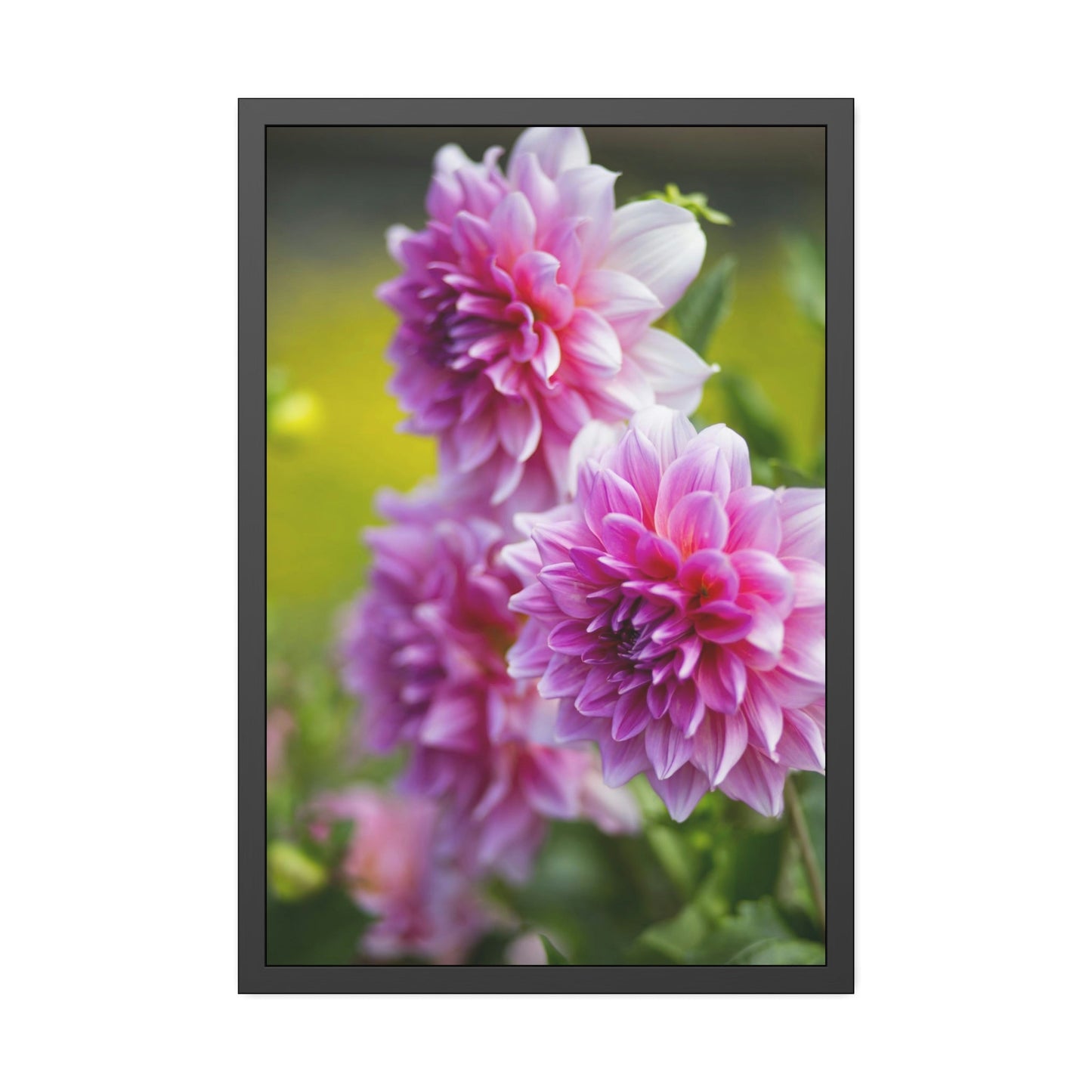 Elegant Blooms: A Framed Canvas of Beautiful Dahlia Blossoms