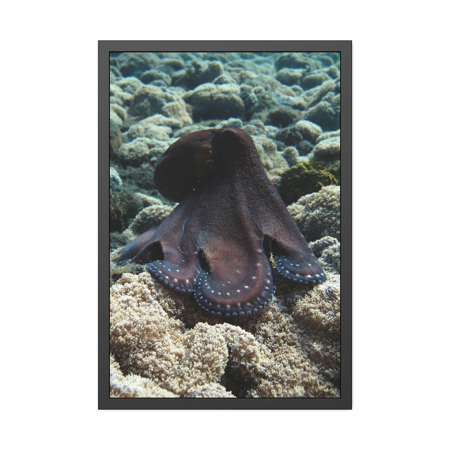 The Enchantment of Octopuses: A Mysterious and Captivating Painting on Canvas