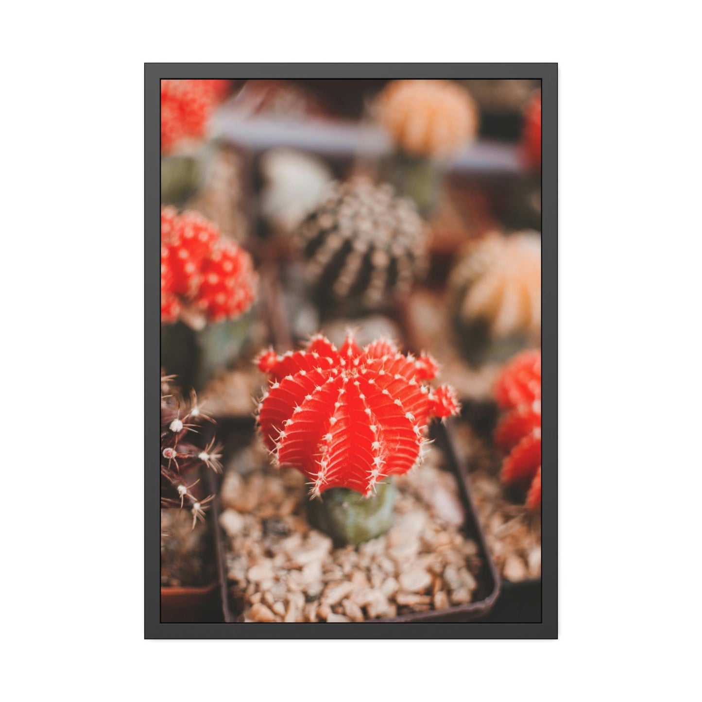 Cactus Kingdom: Canvas and Poster Prints of a Prickly Paradise