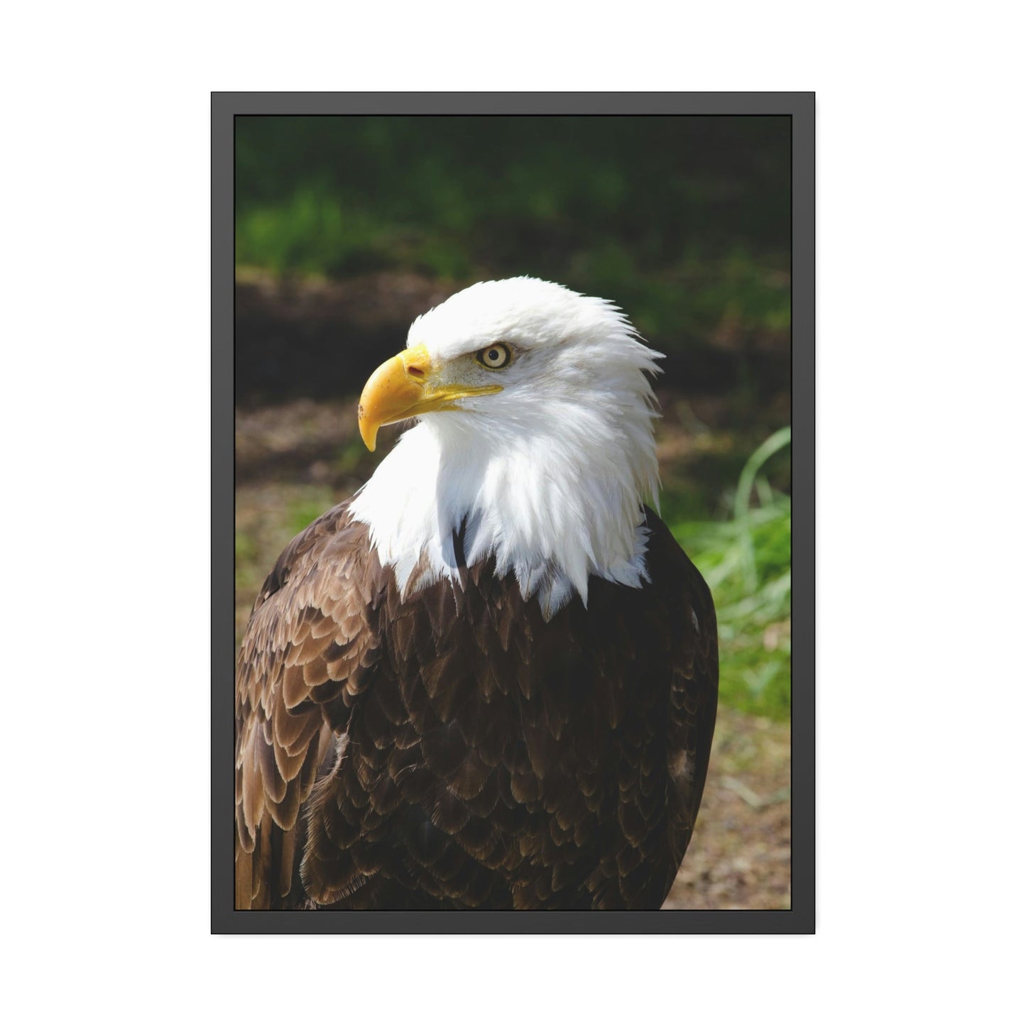 Eagles in the Wild: Canvas Wall Art Celebrating these Noble Creatures