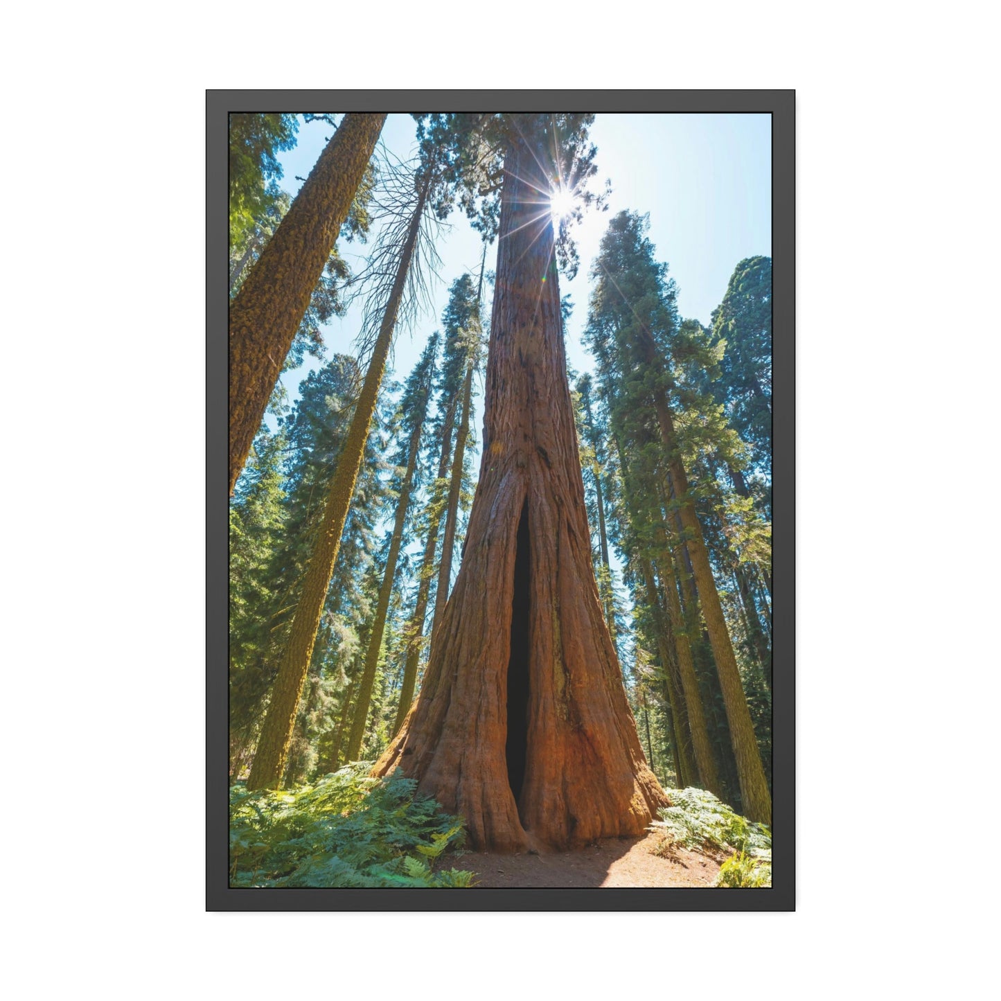 Whispers from the Forest: Redwood Trees