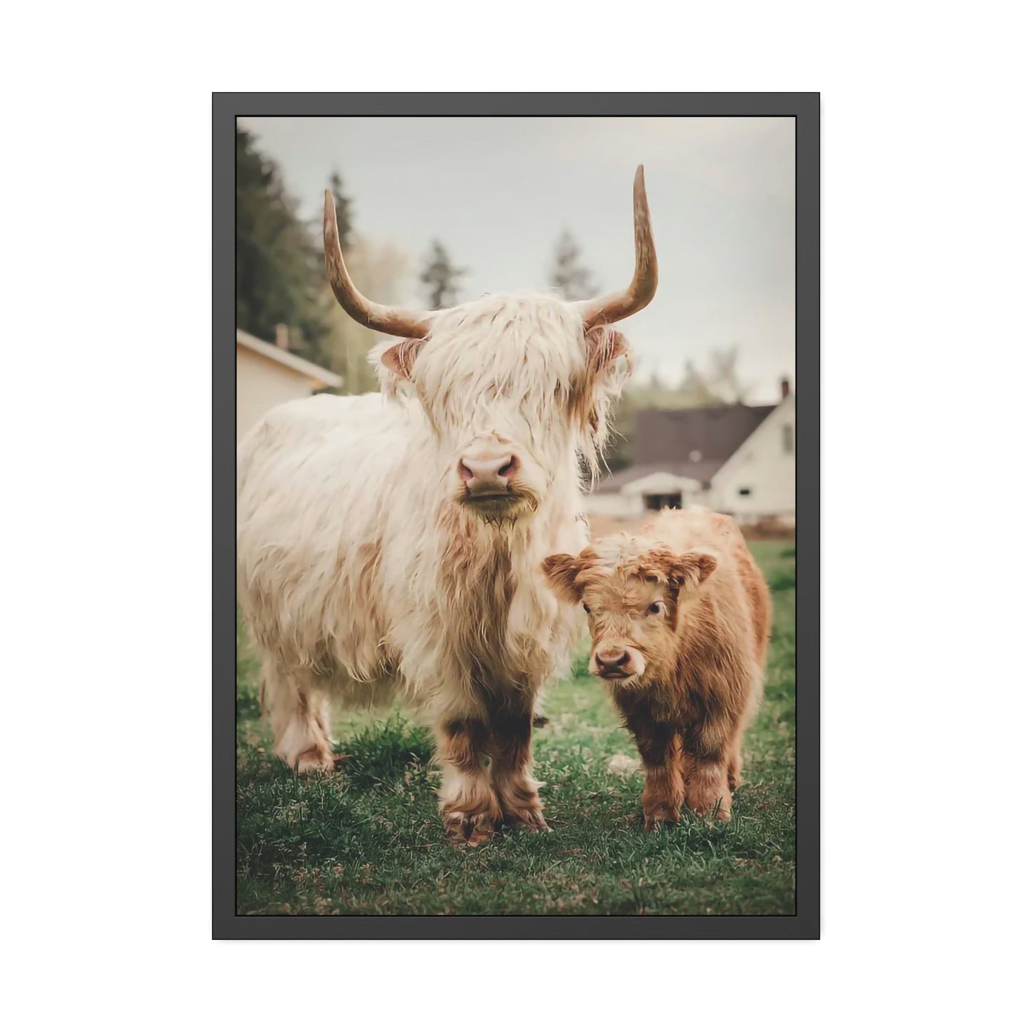 Highland Cow | White & Brown Highland Cows | Marvelous — Pixoram