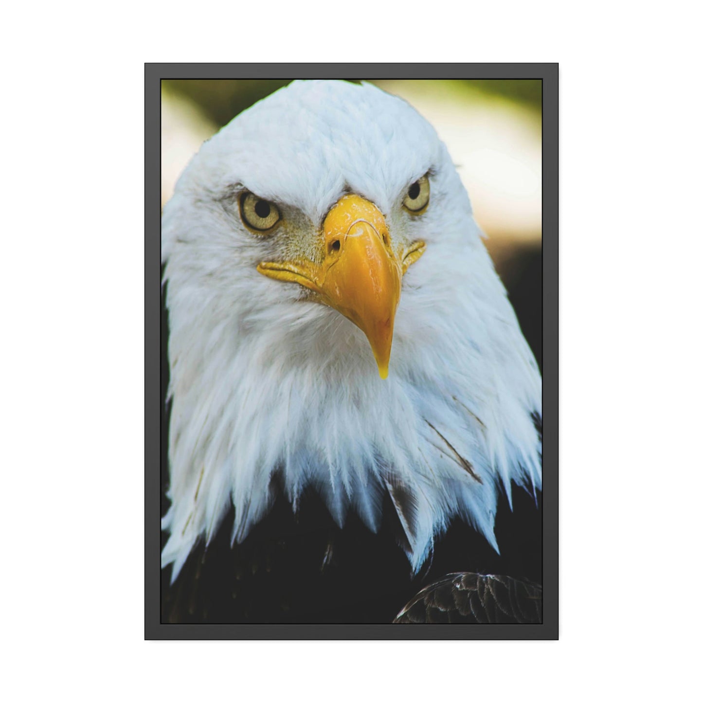 Eagle's Vigil: Canvas & Poster Enchanting with the Gaze of Majestic Birds