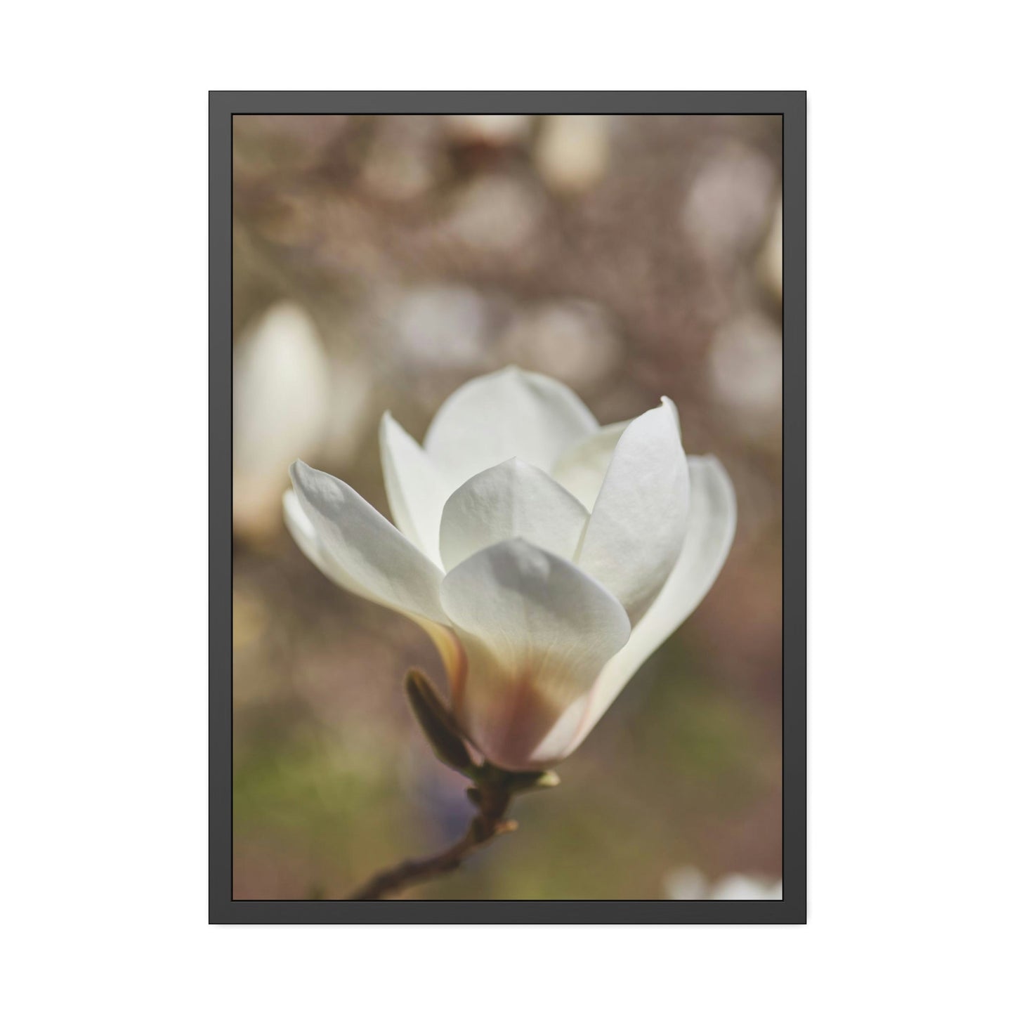 Magnolia Romance: A Garden of Love