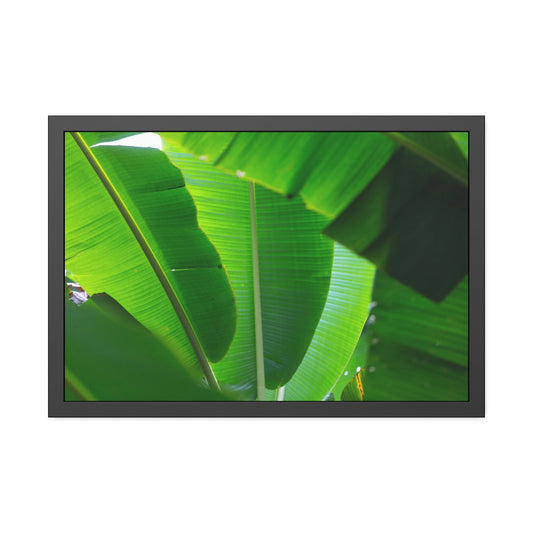 Exotic Foliage: Framed Poster of a Lush Banana Grove