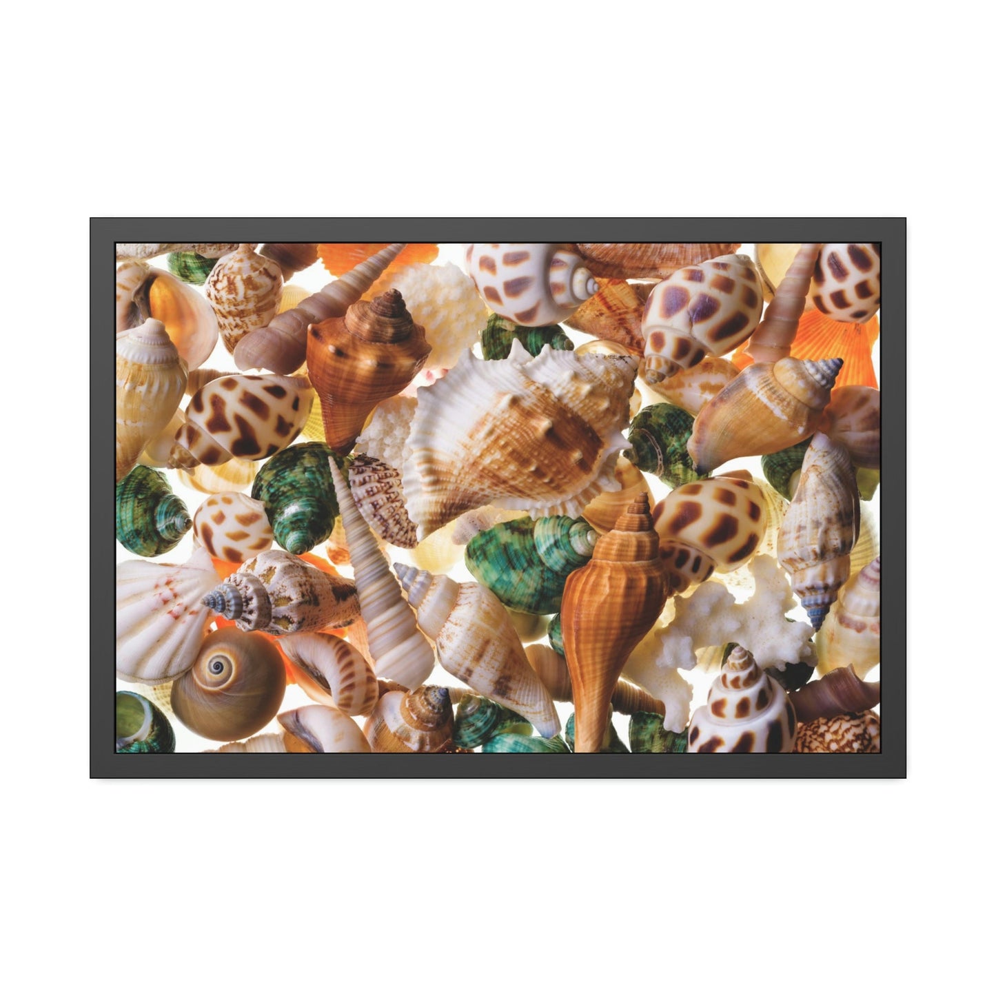 Coastal Treasures: Natural Canvas and Framed Wall Art with Beautiful Seashell Collection