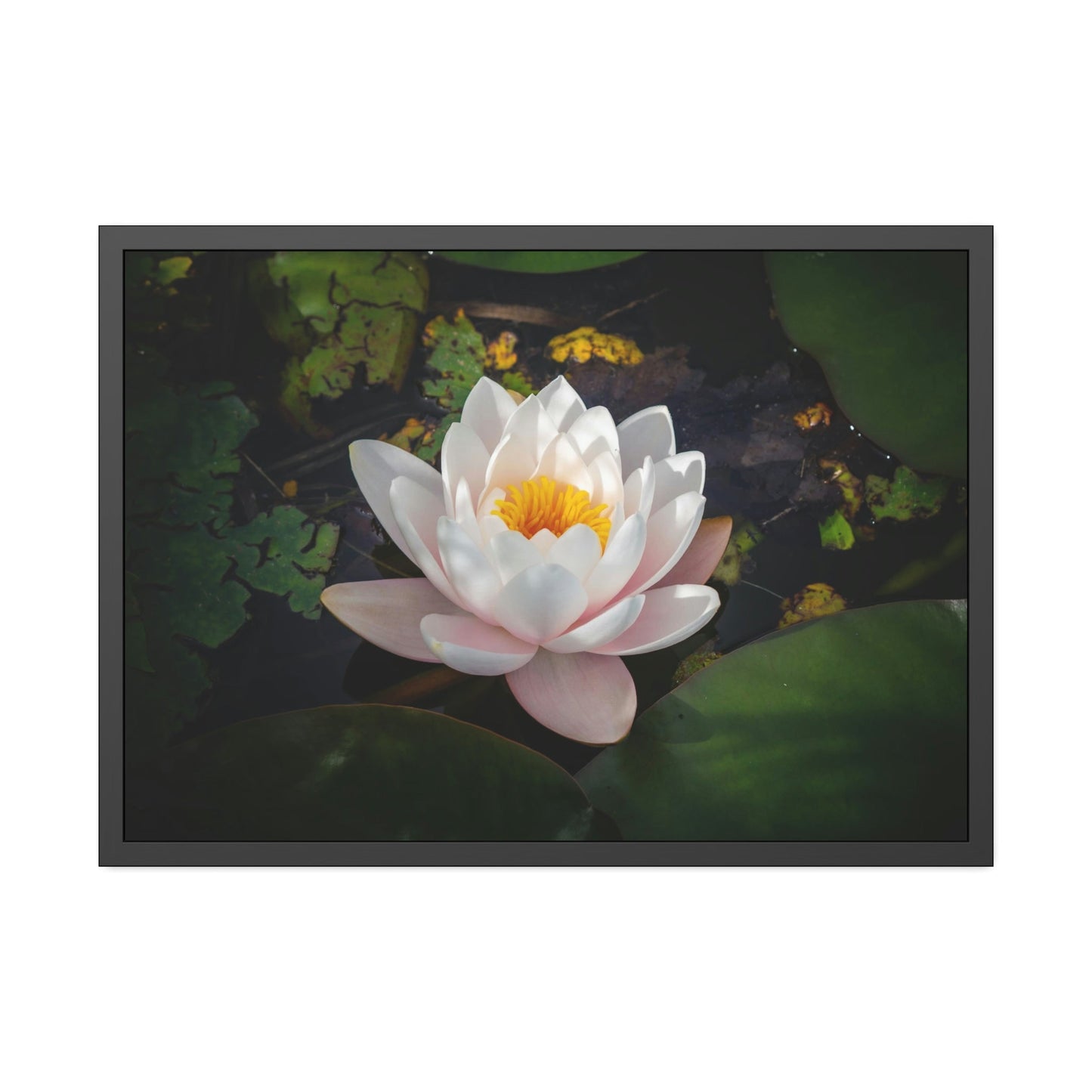 Tranquil Waters: A Canvas Depiction of Lilies Afloat