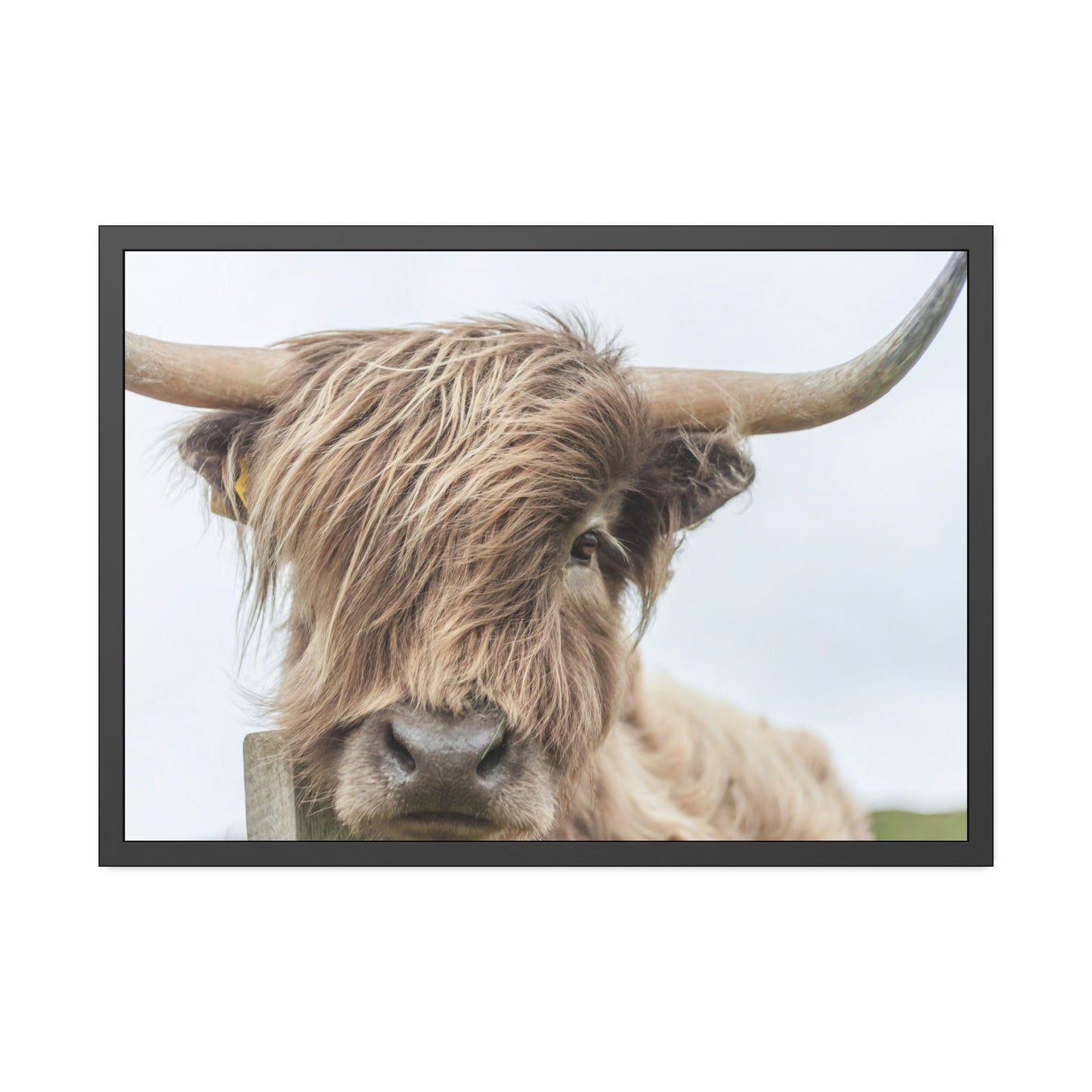 Wilderness Wonder: Wall Art on Canvas of a Majestic Highland Cow in the Wild