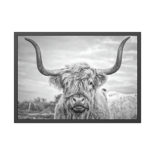 Highland Cow Canvas Print | Black-White Colors | Horned Cattle Wall Art — Pixoram