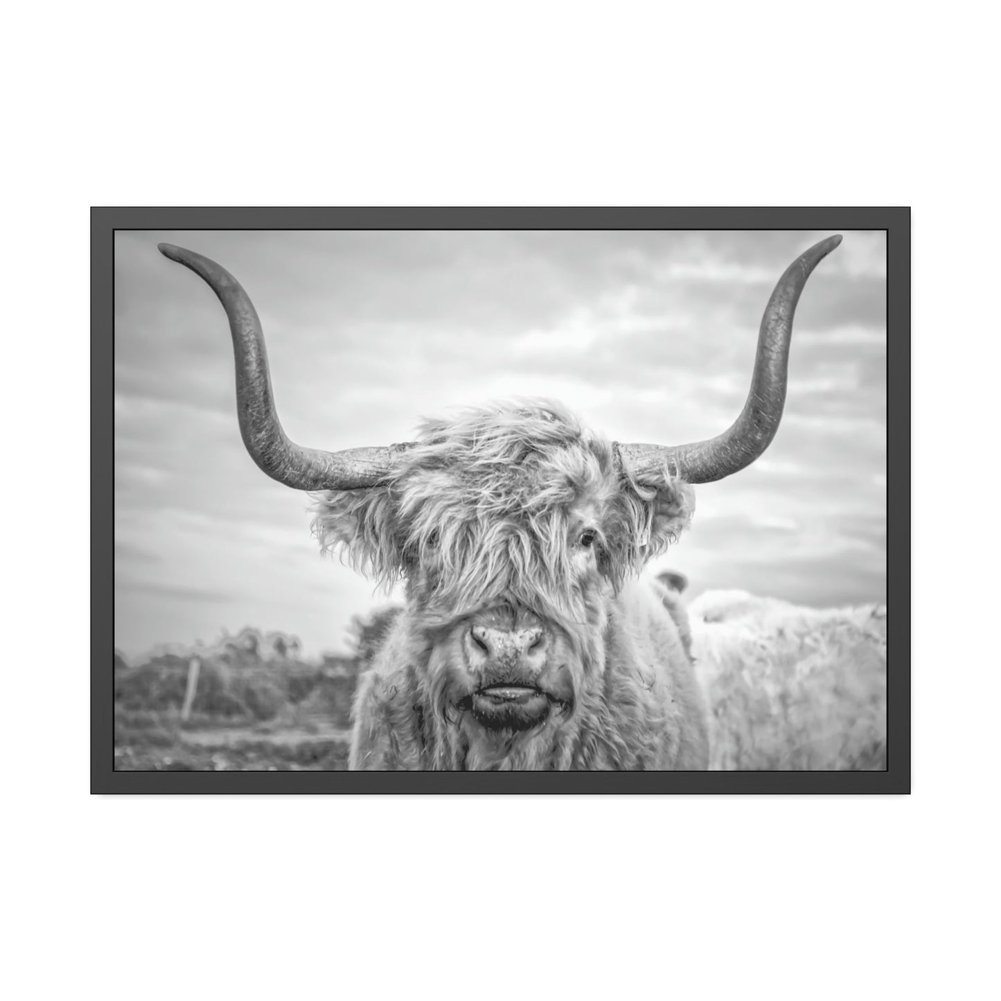 Highland Cow Canvas Print | Black-White Colors | Horned Cattle Wall Art — Pixoram