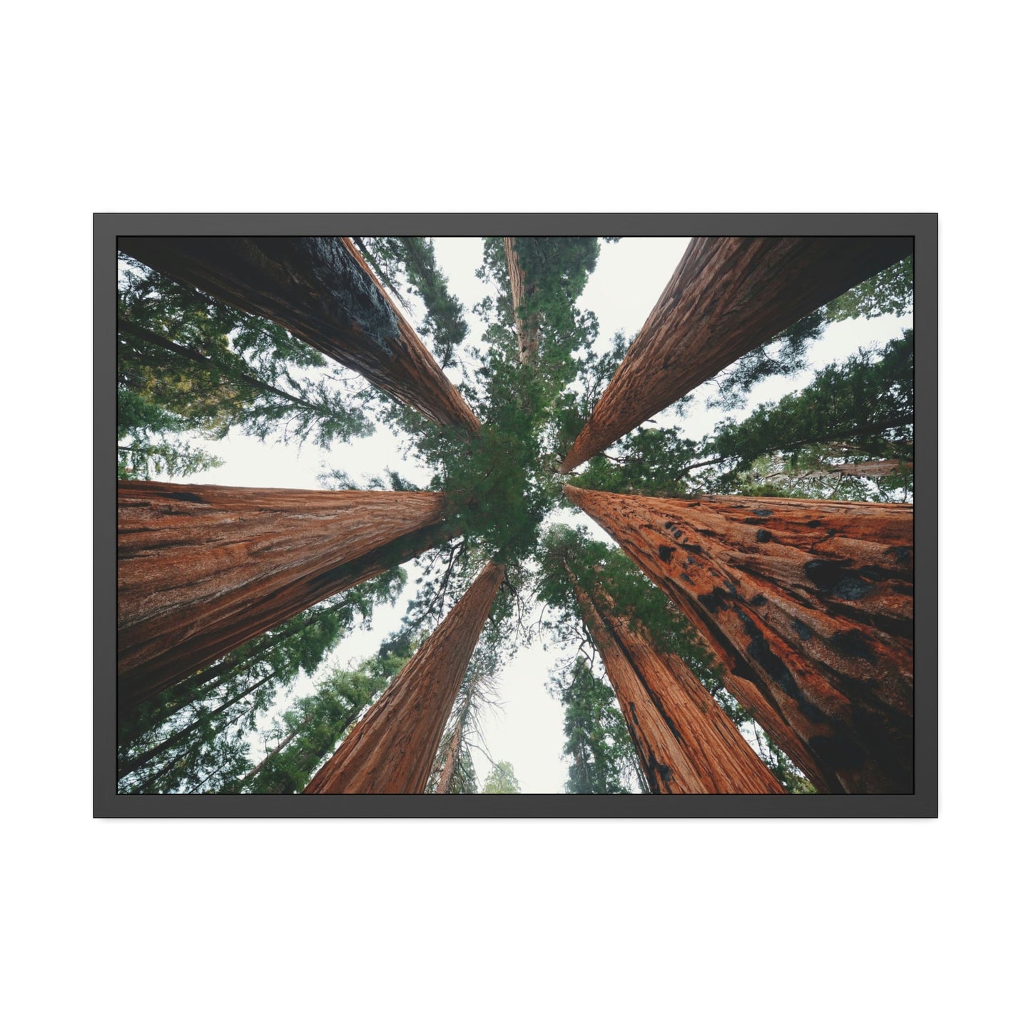 Majestic Giants: Redwood Trees