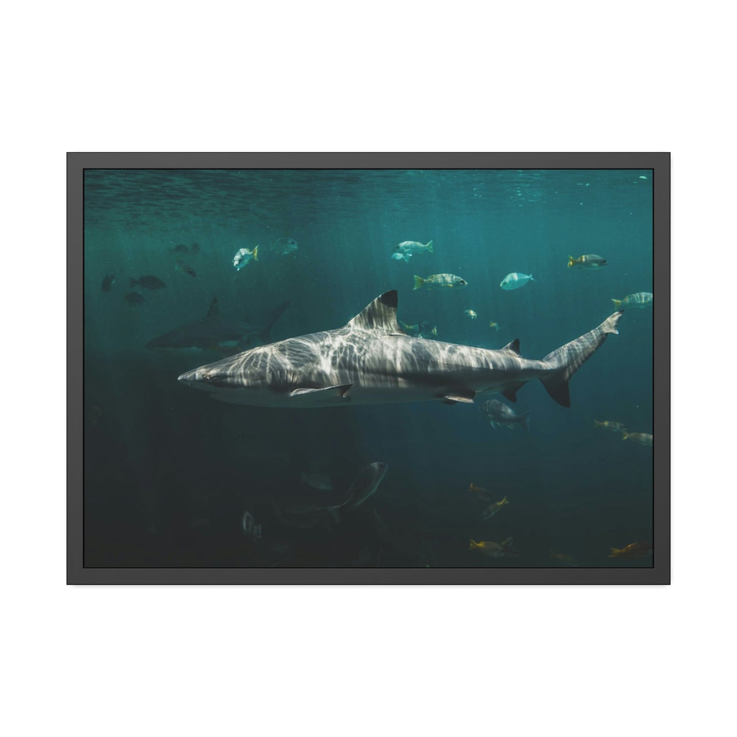 Silent Predators: Sharks' Haunting Canvas