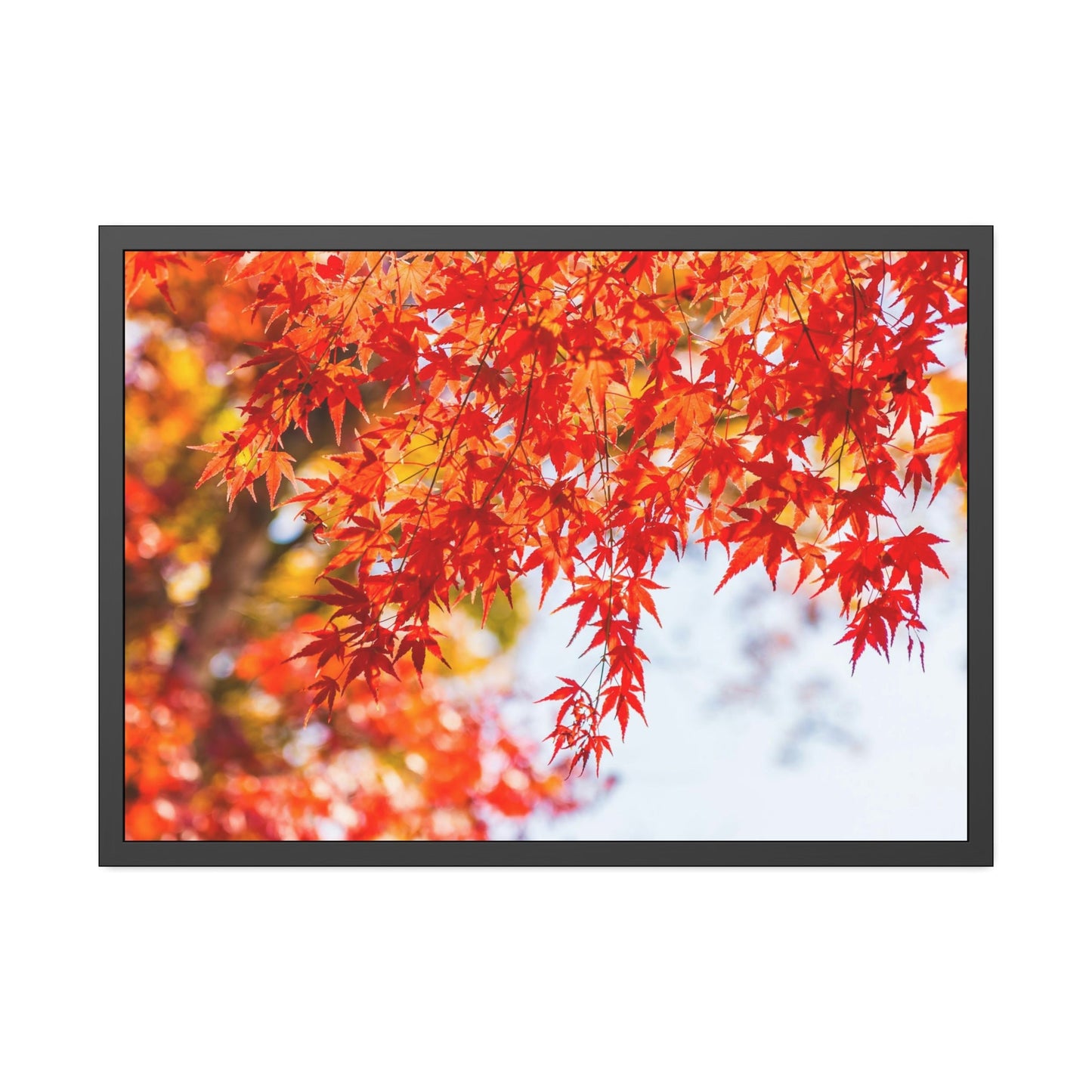 Shades of Red: Maple Trees in Fall