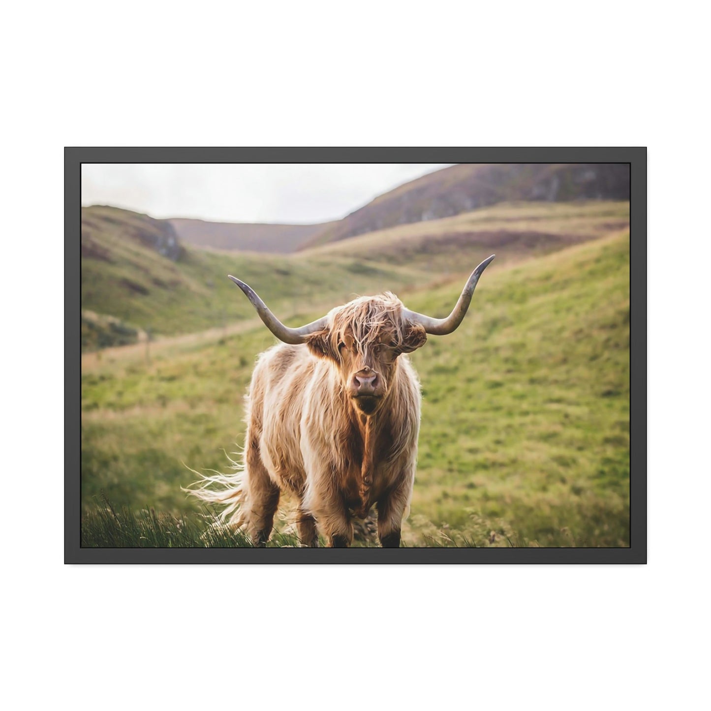 Highland Cow | Furry Cow on a Sunny Day | Canvas Art — Pixoram