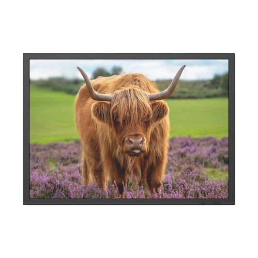 Highland Cow | Brown Cow in the Flowering Field | Canvas Art — Pixoram