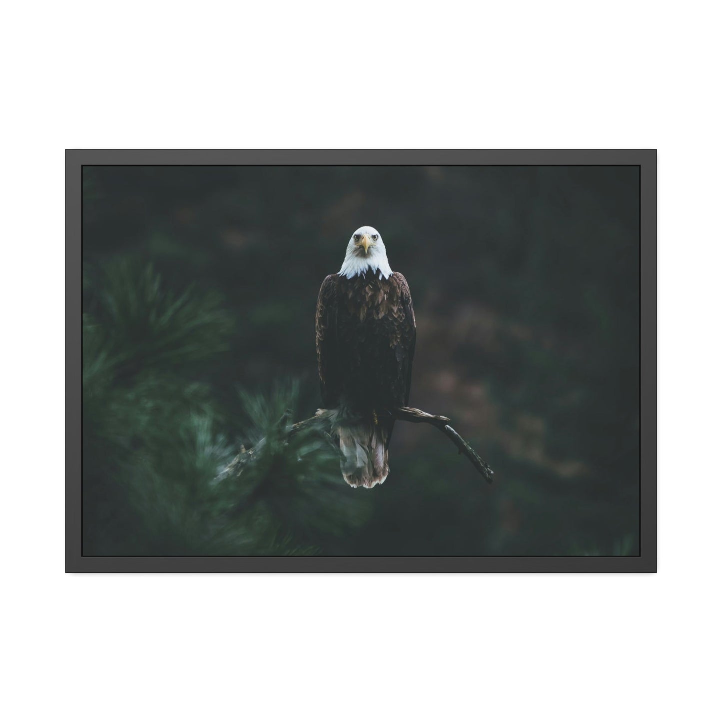 Eagle's Serenity: Canvas Print, Capturing their Tranquil and Regal Aura