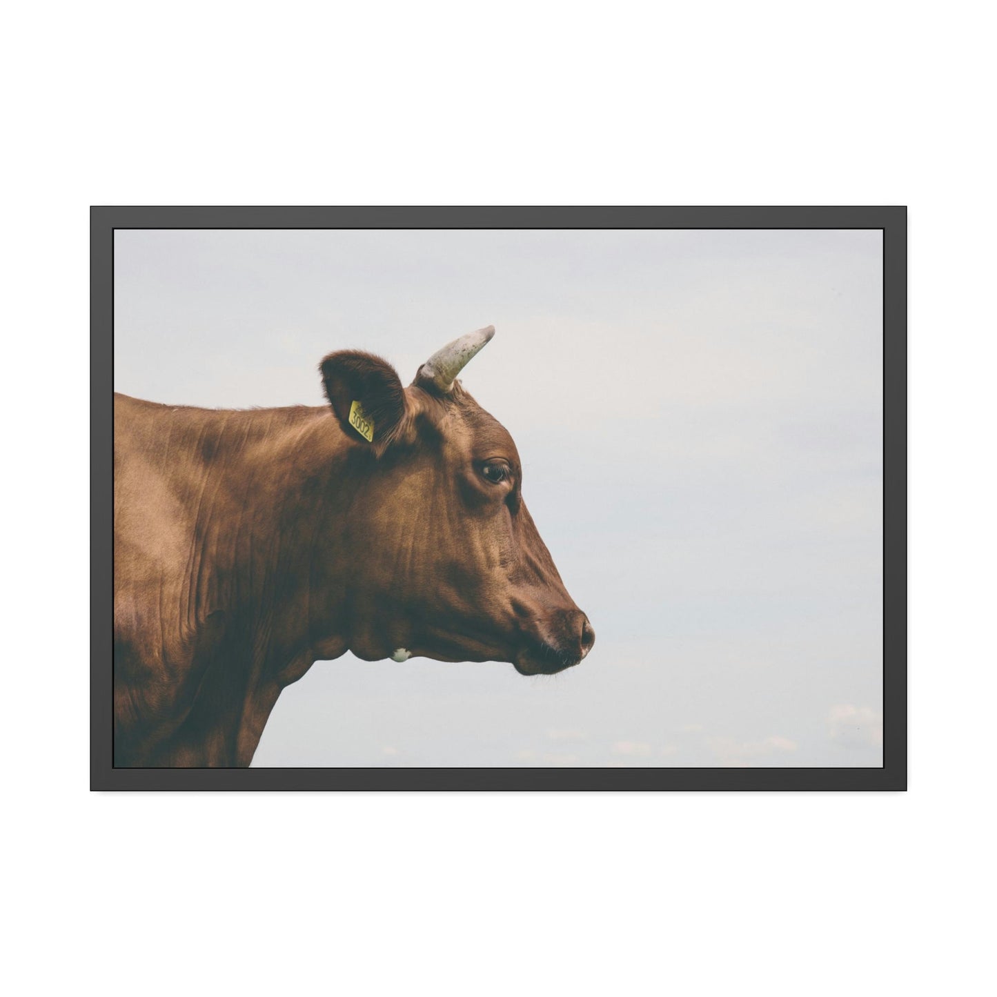 Scotch Highland Cattle - Wall Art | Animals Art