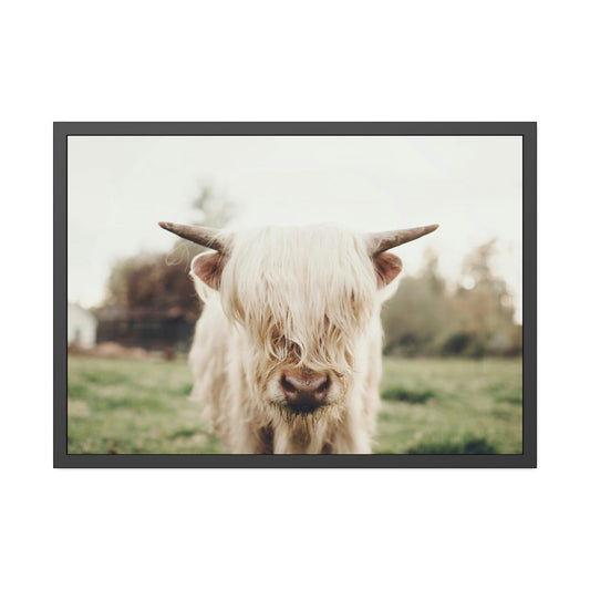 Highland Cow | Milky Color of Cow | Art Canvas — Pixoram