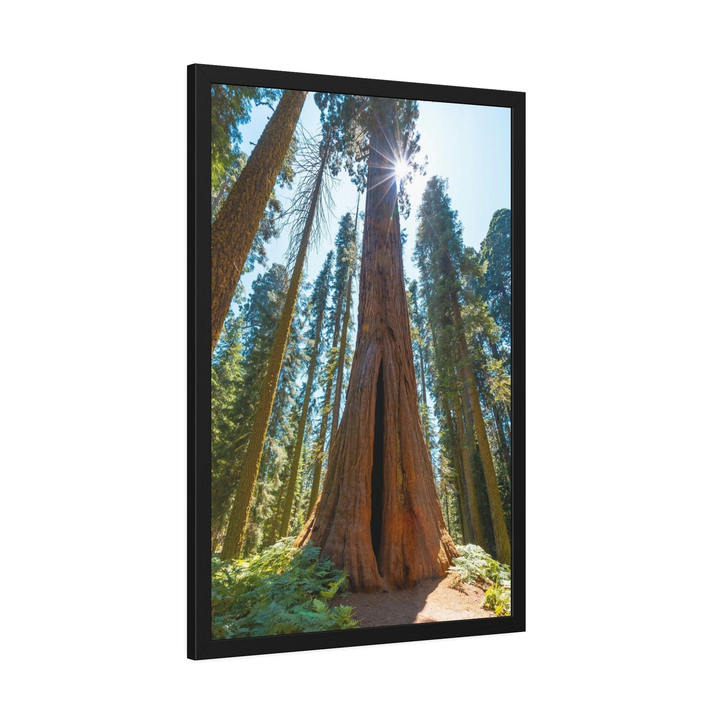 Whispers from the Forest: Redwood Trees