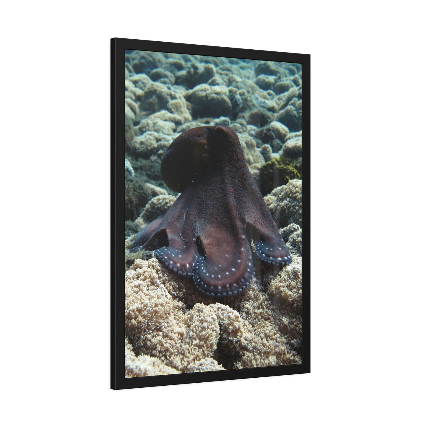 The Enchantment of Octopuses: A Mysterious and Captivating Painting on Canvas