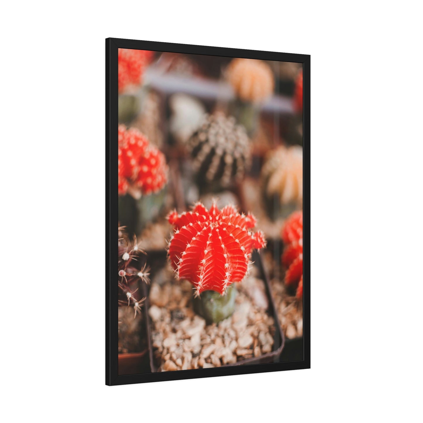 Cactus Kingdom: Canvas and Poster Prints of a Prickly Paradise