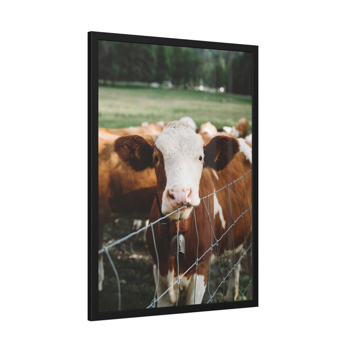 Miniature Highland Cattle - Wall Art Animal Canvas