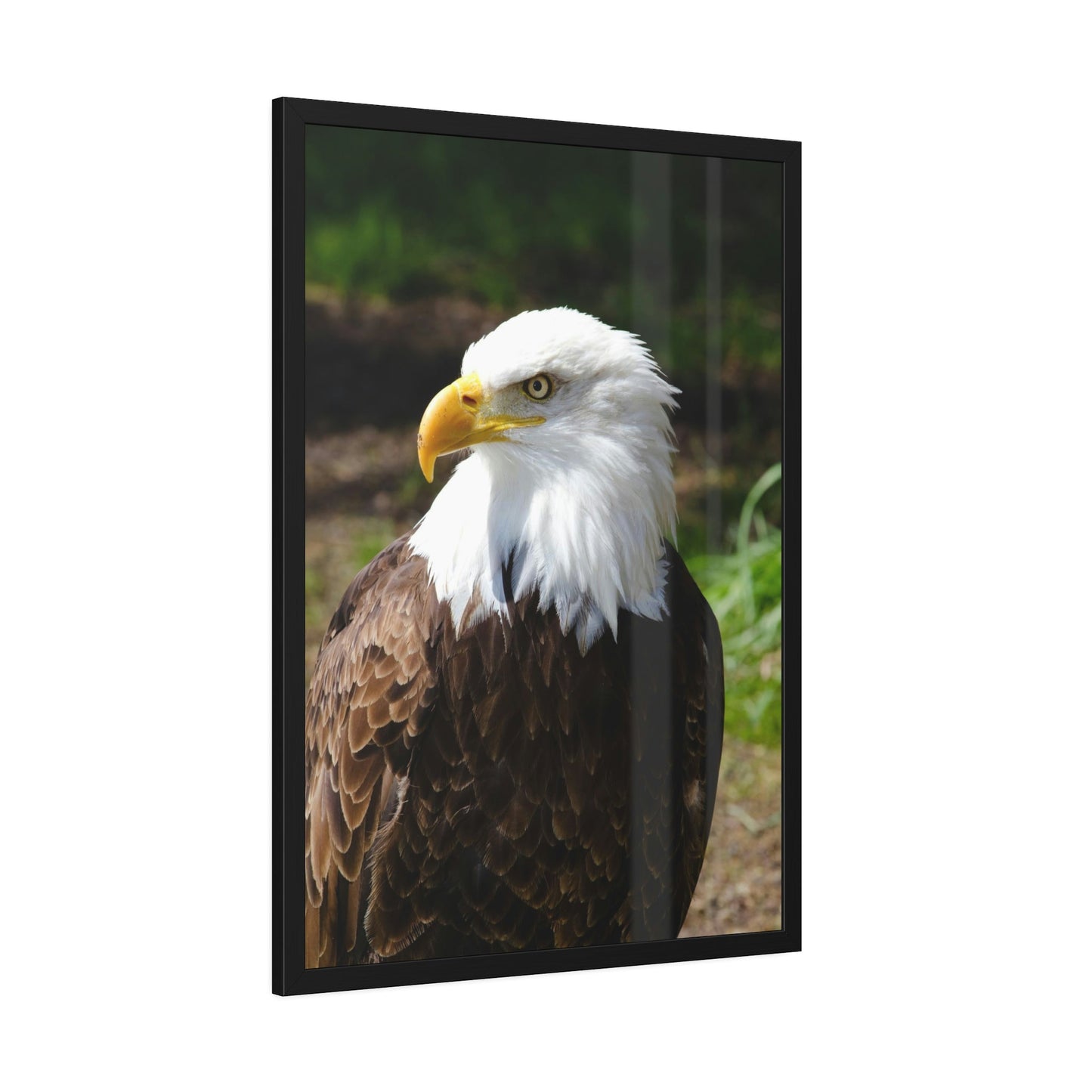 Eagles in the Wild: Canvas Wall Art Celebrating these Noble Creatures