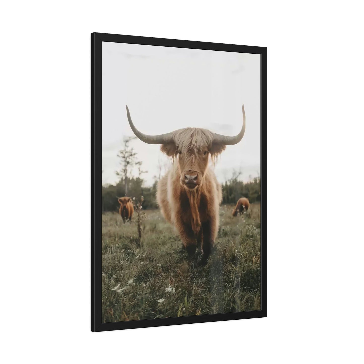 Highland Cow | Grazing Animals | Cows art — Pixoram