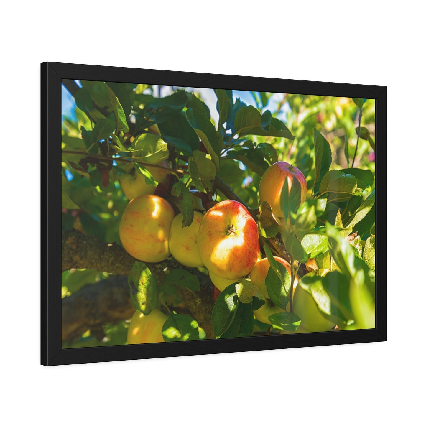 Serene Orchard: Framed Canvas & Poster of Apple Trees on a Sunny Day